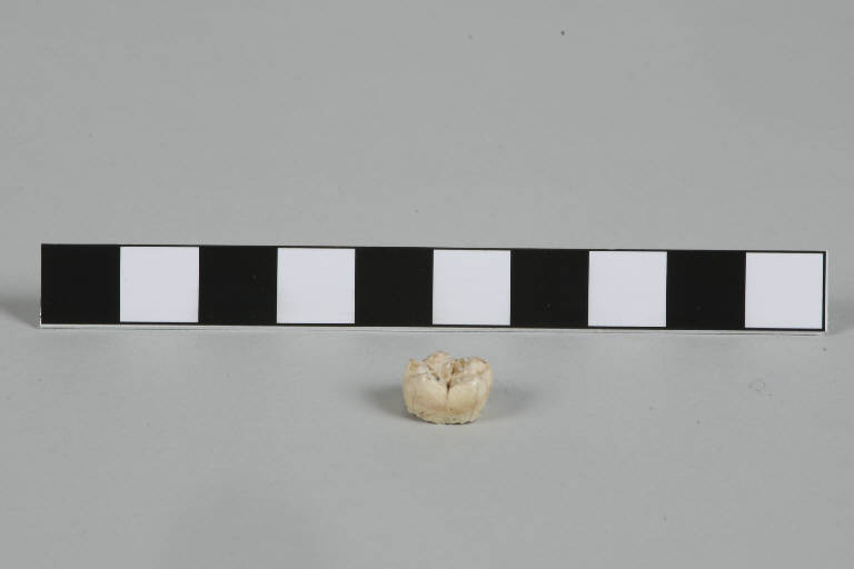 dente - periodo longobardo (prima metà sec. VII d.C.)