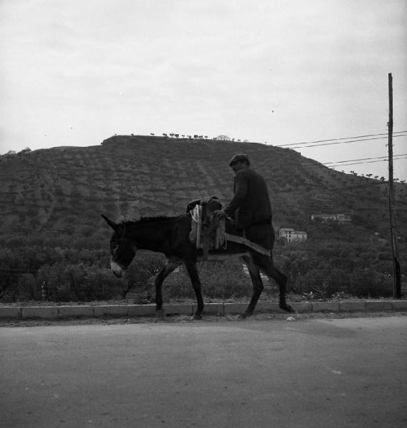 Italia del Sud. Calabria - uomo a dorso di mulo