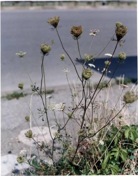 In Urbe. Pianta di Daucus Carota