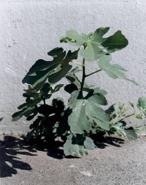 In Urbe. Pianta di Ficus Carica