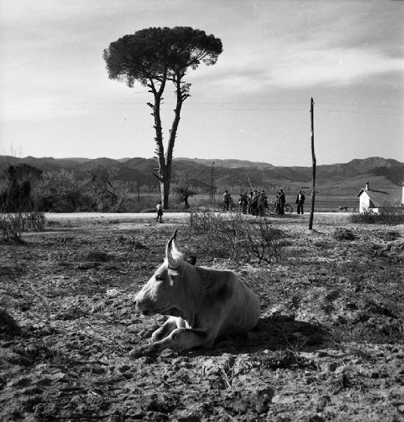 Italia del Sud. Calabria - campagna - bovino