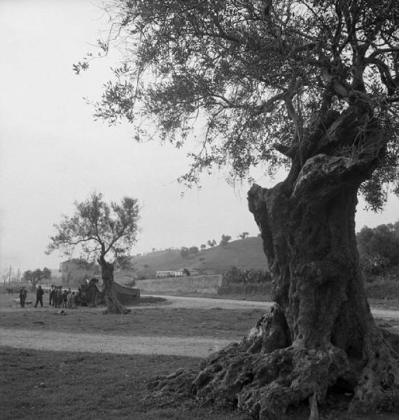 Italia del Sud. Calabria - albero di quercia