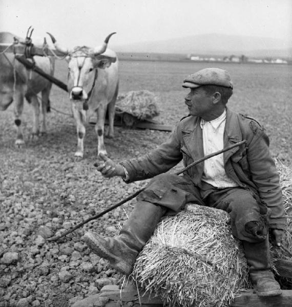 Italia del Sud. Calabria - aratura - contadino - bovini aggiogati