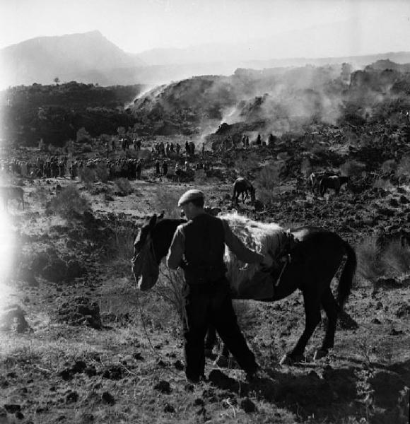 Italia del Sud. Sicilia - eruzione dell'Etna - processione lungo le pendici del vulcano - mulo