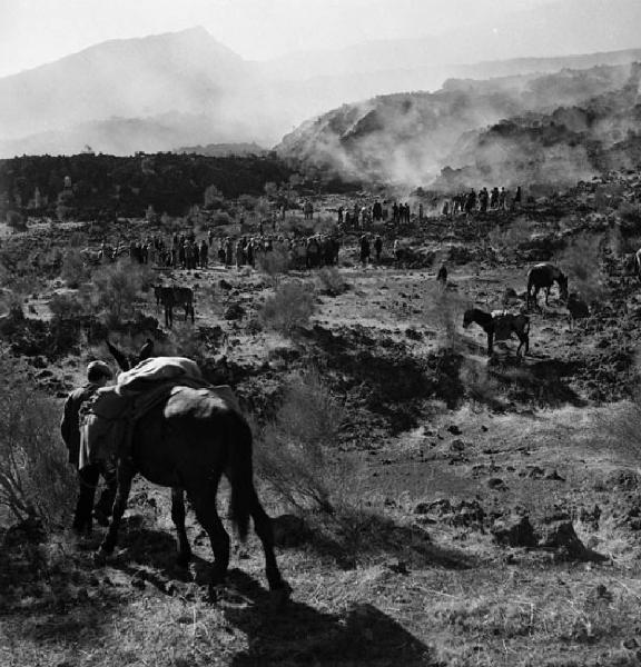 Italia del Sud. Sicilia - eruzione dell'Etna - processione lungo le pendici del vulcano - mulo