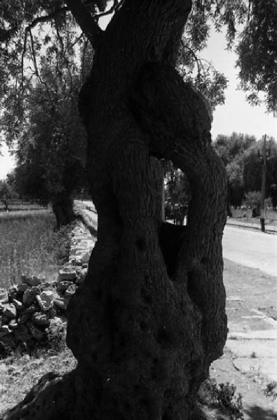 Italia del Sud. verso Caltagirone - quercia da sughero