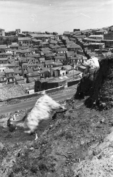 Italia del Sud. Buccheri - capra