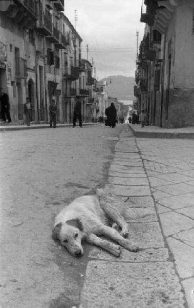 Italia del Sud. Monreale - cane sdraiato in mezzo alla strada