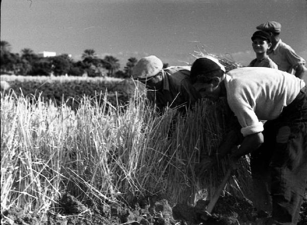 Italia del Sud. Sicilia - raccolta del grano