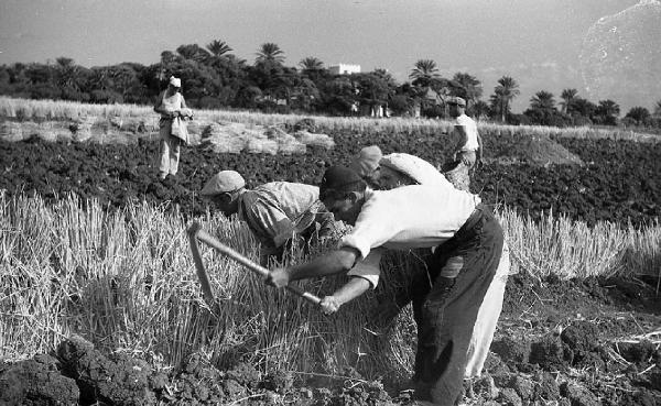 Italia del Sud. Sicilia - contadini zappano la terra