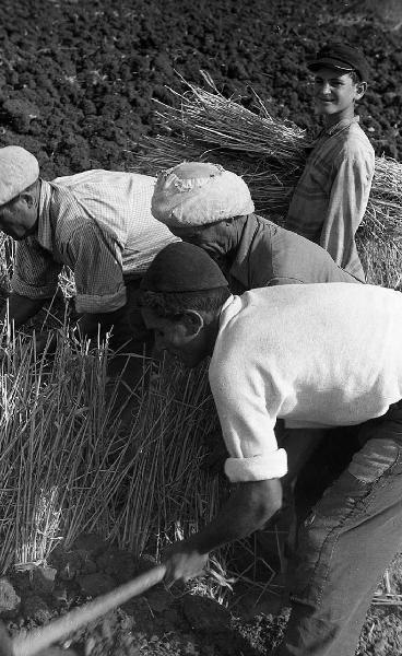 Italia del Sud. Sicilia - contadini mietono il grano