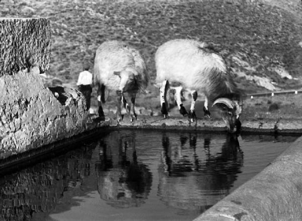 Italia del Sud. Sicilia - pecore all'abbeveratoio