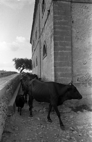 Italia del Sud. Sicilia - mandria di bovini