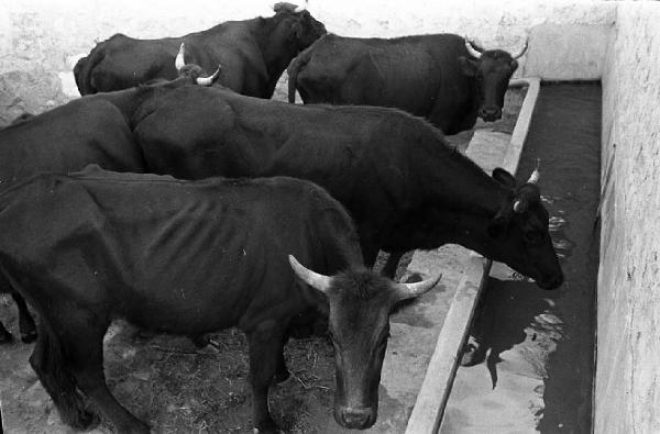 Italia del Sud. Sicilia - mandria di bovini all'abbeveratoio