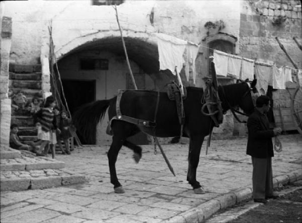 Italia del Sud. Matera - cavallo da trasporto