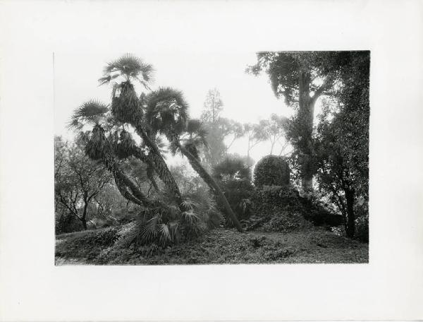 Roma. Villa Torlonia - parco - vegetazione - alberi