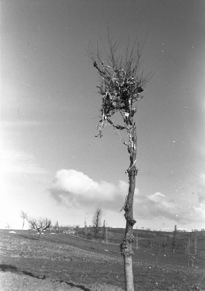 Italia del Sud. Italia Magica - campagna - campo - albero - spaventapasseri