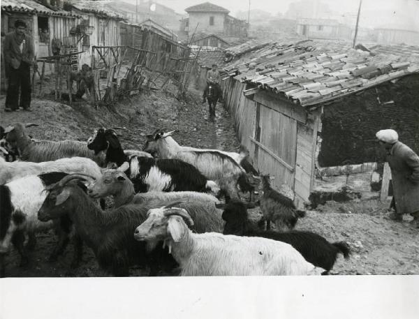 Sud Italia - animali - baracche bambini