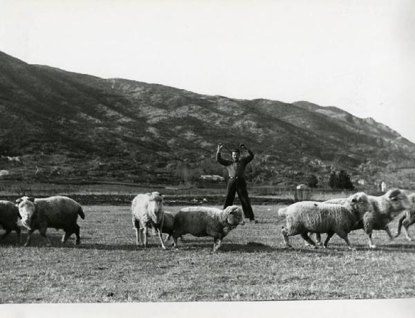 Italia del Sud. campagna - pascolo - pecore - uomo