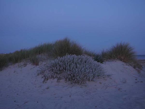 La Buona Politica. Petrosino - Spiaggia - Vegetazione - Mare