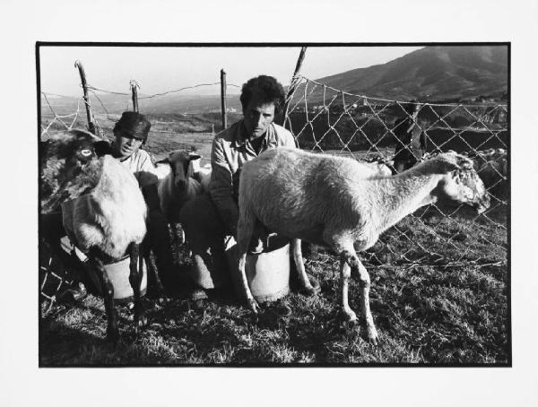 Lucania - pastori - mungitura delle pecore