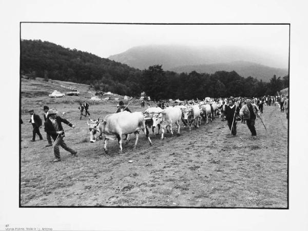 Lucania - Monte Pollino - bovari diretti alla festa di Sant'Antonio