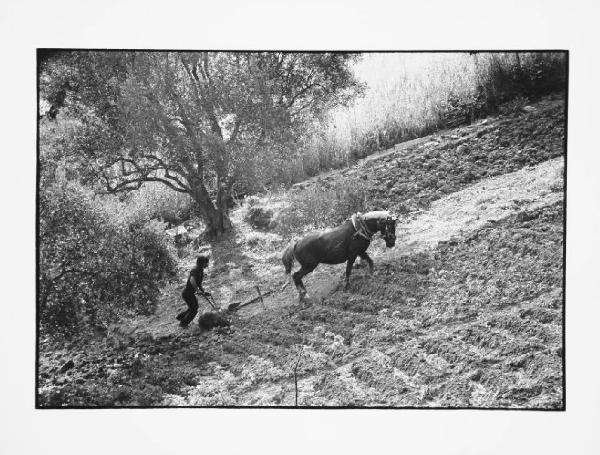 Lucania - Stigliano - aratura