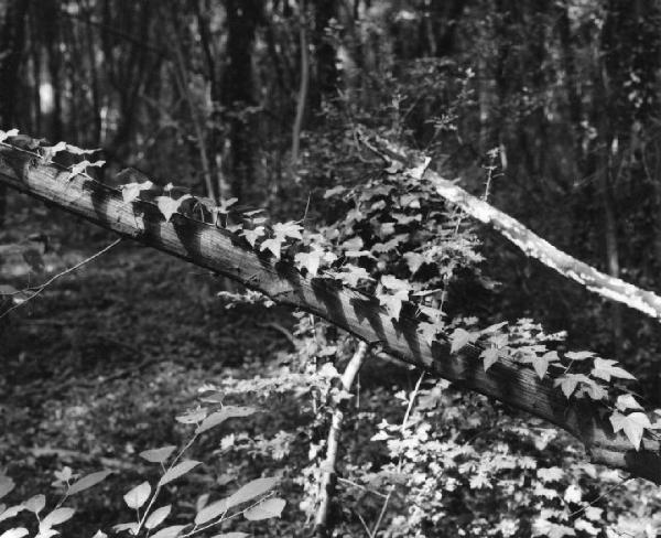 Sottobosco - tronco ricoperto d'edera