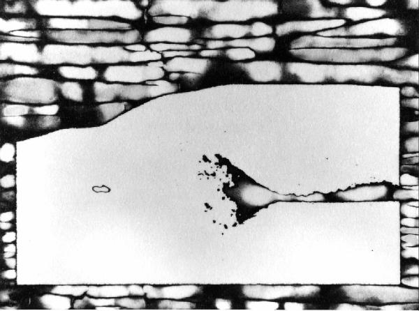 Chimigramma - composizione astratta - ventre e pube femminile