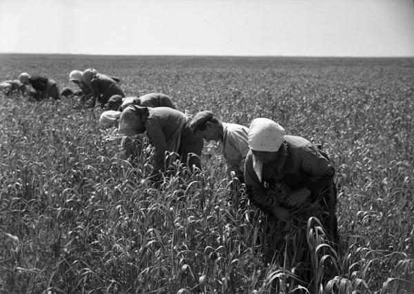 Italia del Sud. Puglia - donne - braccianti