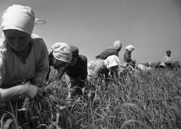 Italia del Sud. Puglia - donne - braccianti