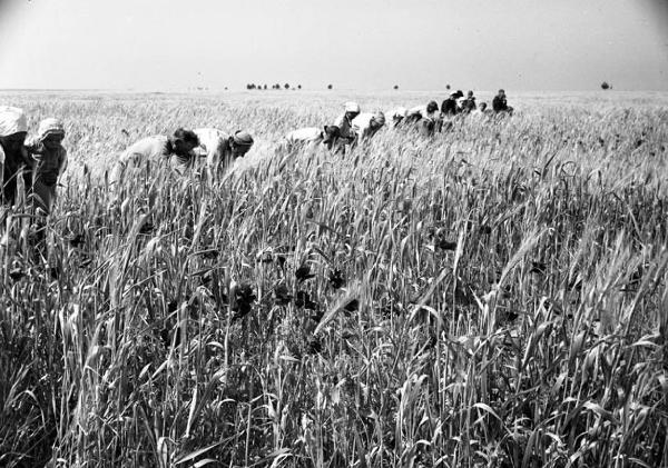 Italia del Sud. Puglia - coltura di grano - donne - braccianti