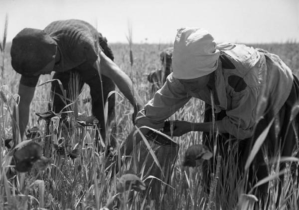 Italia del Sud. Puglia - coltura di grano - donne - braccianti