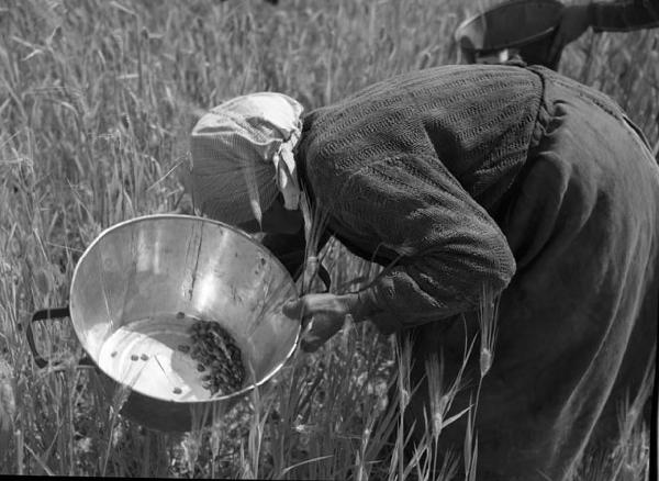 Italia del Sud. Puglia - coltura di grano - donna - bracciante