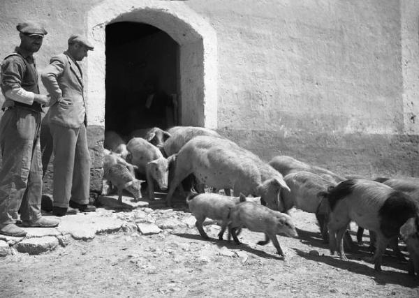 Italia del Sud. Puglia - porci