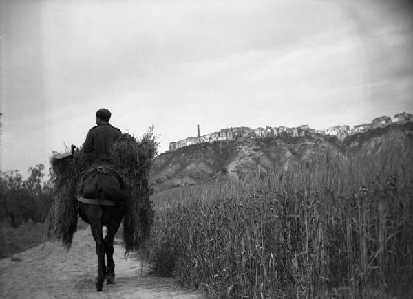 Italia del Sud. Bernalda - strada che conduce al paese - uomo a dorso di mulo trasporta fascine