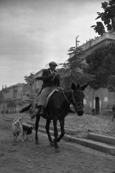 Italia del Sud. Bernalda - uomo a dorso di mulo