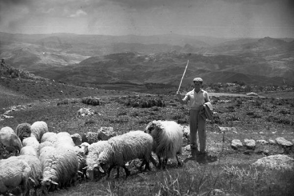 Italia del Sud. Sicilia - gregge di pecore - pastore