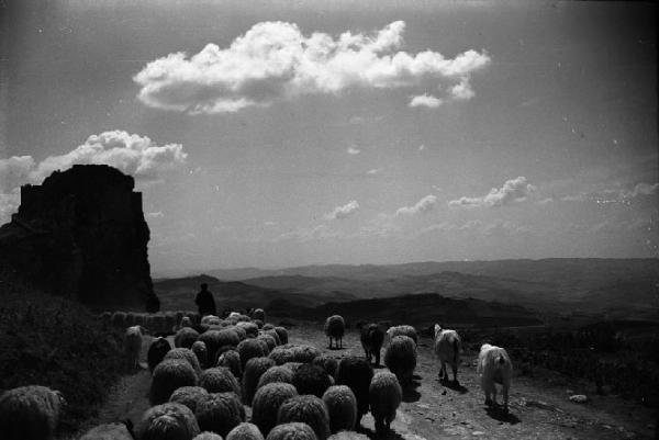 Italia del Sud. Sicilia - gregge di pecore