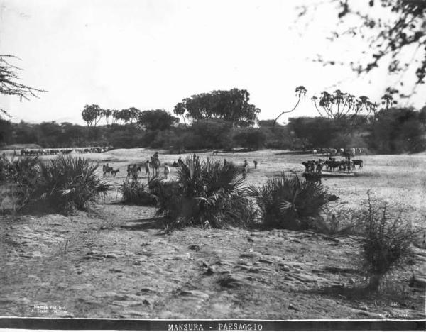 Savana -- Eritrea - Mansur