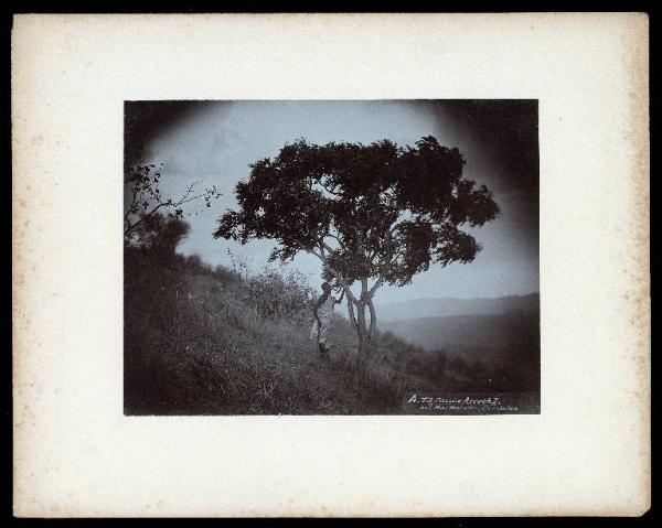 Eritrea - Mai Mafales - Albero di Cassia e uomo