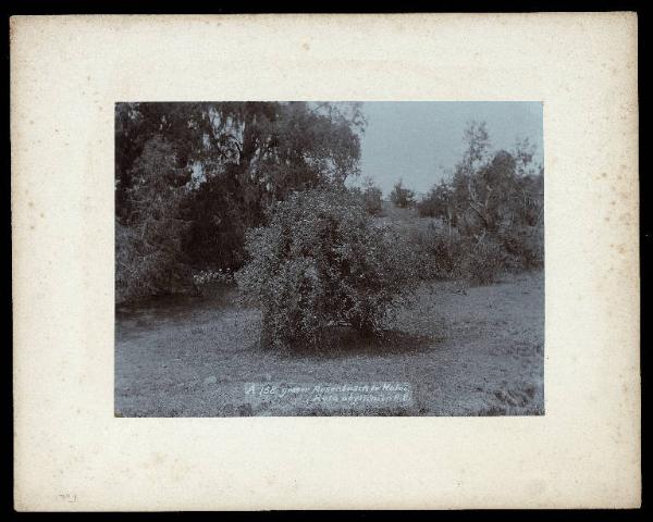 Eritrea - Arbusto di rose (Rosa abyssinica R. Br.)