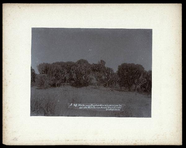 Eritrea - Godofelassi - Alberi (Euphorbia abyssinica Sch.) e chiesa di Amba Sareb