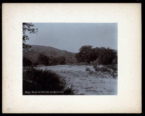 Eritrea - Radura e alberi di Sicomoro