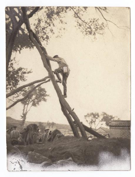Guerra russo-giapponese - Russia - Manciuria - Taziin - Generale Alexiei Ivanov su un albero per osservare la battaglia di Laioyang