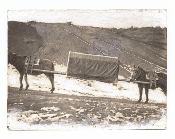 Guerra russo-giapponese - Russia - Manciuria - Mukden - Barelle della Croce Rossa portate da muli per il trasporto dei feriti