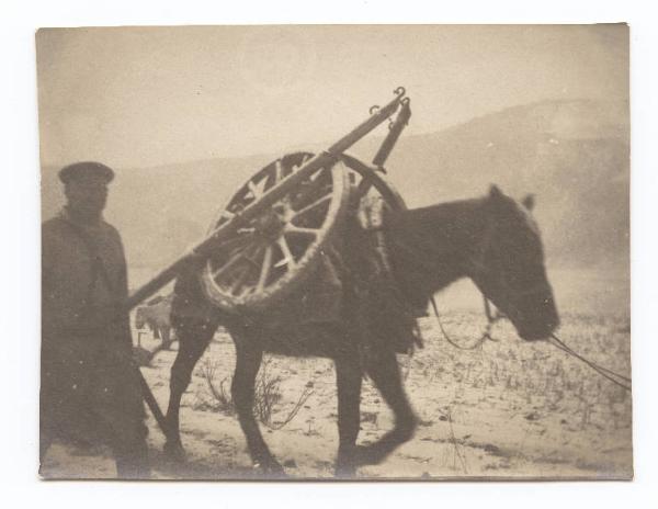 Guerra russo-giapponese - Russia - Manciuria - Trasporto di parti di artiglieria da montagna dell'esercito russo su cavalli: ruote