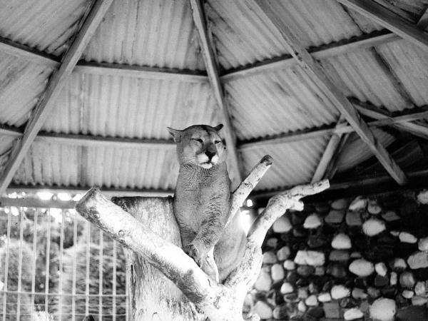 Cile meridionale - Provincia di Magallanes - Punta Arenas? - Zoo? - Puma