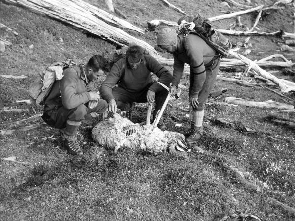 Patagonia cilena - Provincia di Ultima Esperanza - Ande patagoniche - Massiccio del Paine - Paine principale - Foresta bruciata - Uomini - Carrel, Leonardo - Pellissier, Camillo - Pession, Pierino - Carcassa di pecora