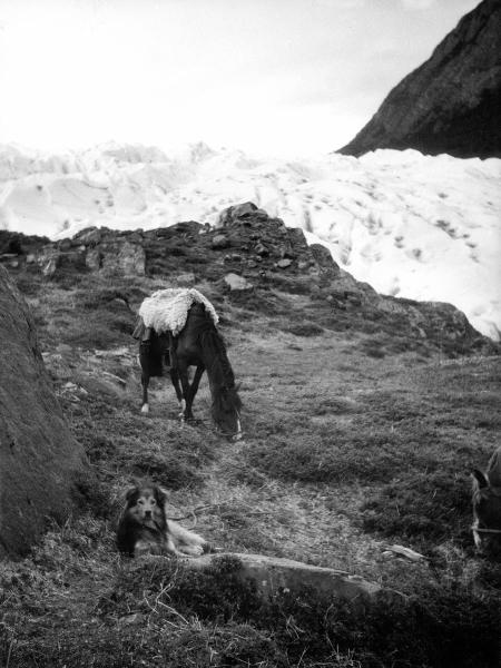 Patagonia cilena - Provincia di Ultima Esperanza - Ande patagoniche - Massiccio del Paine - Paine principale - Ghiacciaio - Cavalli - Cane